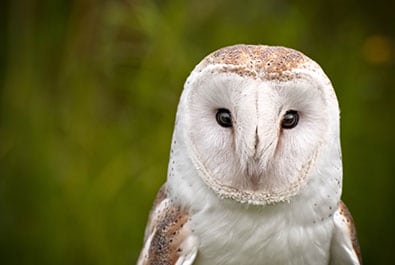 Barn-Owl-Boxes-Small Winegrowers Association