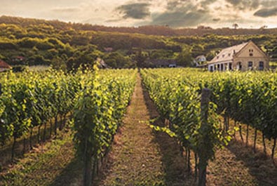 USDA-Web-Soil Survey-Small Winegrowers Association