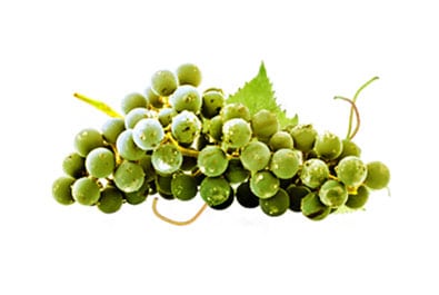 Green elderberry berries-Small Winegrowers Association