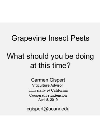 Grapevine Insect Pests April 2019