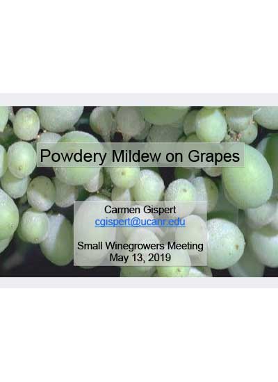 Powdery-Mildew-on-Grapes-May-2019