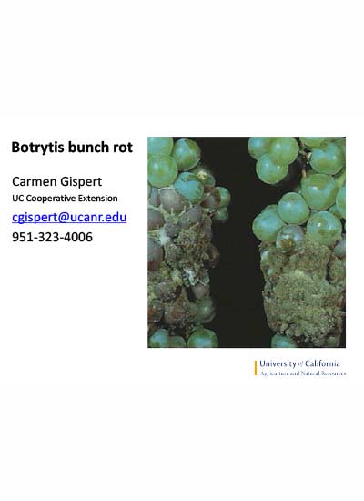 Botrytis-Bunch-Rot-August-2019