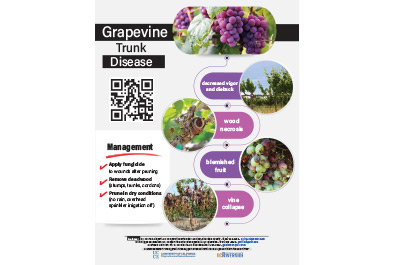 Grapevine-Trunk-Disease-English
